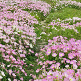 Pink Evening Primrose Seeds – Fragrant Large Pink Flowers, Easy to Grow, Long Blooming, Ideal for Home Gardens