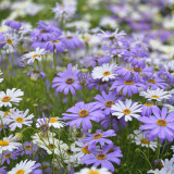 Swan River Daisy Seeds - Easy-to-Grow Annual with Long-Lasting, Vibrant Colourful Blooms, Ideal for Home Gardening