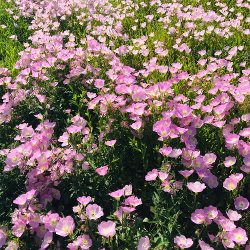 Pink Evening Primrose Seeds – Fragrant Large Pink Flowers, Easy to Grow, Long Blooming, Ideal for Home Gardens