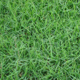 Poa pratensis 'Ginney II BT' | Kentucky Bluegrass Seeds - Dense Uniform Turf, Drought Tolerant, Low Maintenance Lawn