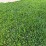 Festuca arundinacea 'Rebel V BT' | Tall Fescue Seeds – Dwarf, Fine-Leaved, Dark Green Turf Grass