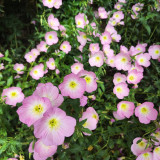 Pink Evening Primrose Seeds – Fragrant Large Pink Flowers, Easy to Grow, Long Blooming, Ideal for Home Gardens