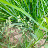 Poa pratensis 'Ginney II BT' | Kentucky Bluegrass Seeds - Dense Uniform Turf, Drought Tolerant, Low Maintenance Lawn