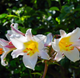 Lilium Regale Trumpet Lily Bulb, Large Fragrant White Blooms Summer Perennial Garden Flower