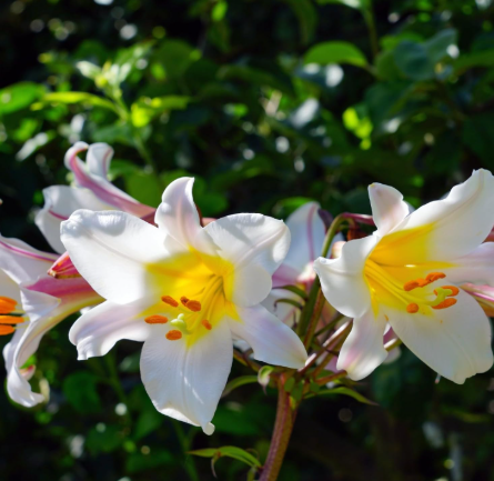 Lilium Regale Trumpet Lily Bulb, Large Fragrant White Blooms Summer Perennial Garden Flower