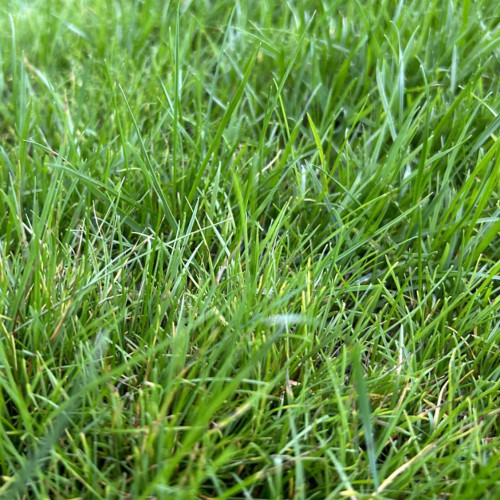 Poa pratensis 'Ginney II BT' | Kentucky Bluegrass Seeds - Dense Uniform Turf, Drought Tolerant, Low Maintenance Lawn