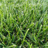 Poa pratensis 'Ginney II BT' | Kentucky Bluegrass Seeds - Dense Uniform Turf, Drought Tolerant, Low Maintenance Lawn