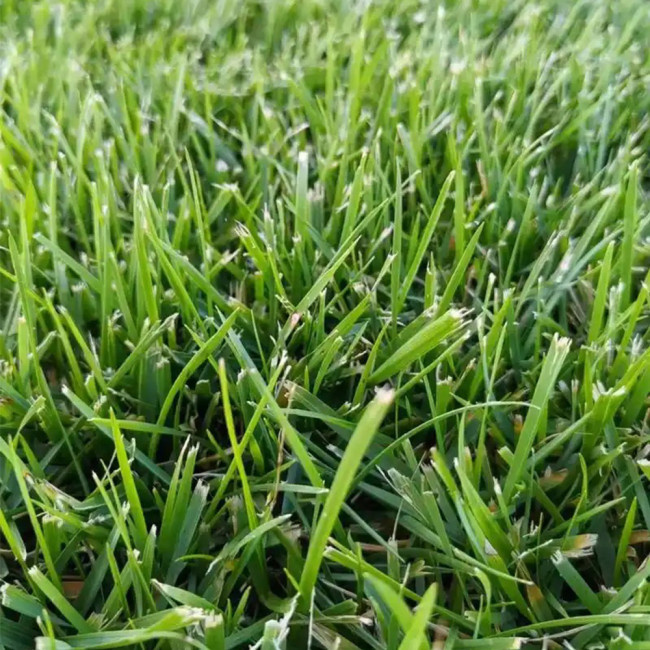 Poa pratensis 'Ginney II BT' | Kentucky Bluegrass Seeds - Dense Uniform Turf, Drought Tolerant, Low Maintenance Lawn
