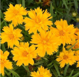 Coreopsis Grandiflora 'Double the Sun' Seeds, Double Yellow Perennial Wildflower for Garden Landscape