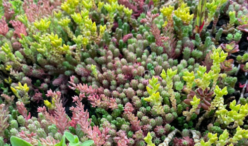 Mixed Sedum Stonecrop Seeds, Hardy Ground Cover Succulent for Outdoor & Pot Planting