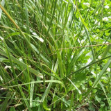 Festuca arundinacea 'Chenelle' | Tall Fescue Seeds – Fast Establishing Turf for Spring Summer Autumn Landscaping