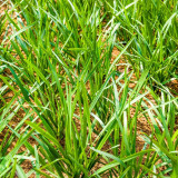 Lolium perenne 'Fairy Green' | Perennial Ryegrass Seeds – Fast Germination, Dense Turf, Shade & Drought Tolerant