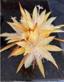 Epiphyllum Orchid Cactus Seeds | Wild Honey x Liberty Super ALF Hybrid Rare Flower Cactus