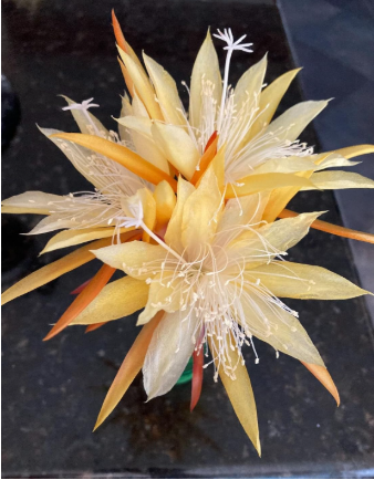 Epiphyllum Orchid Cactus Seeds | Wild Honey x Liberty Super ALF Hybrid Rare Flower Cactus