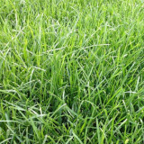 Poa pratensis 'Fargo BT' | Kentucky Bluegrass Seeds  – Deep Green, Wear Tolerant Turf for Mixed Seeding