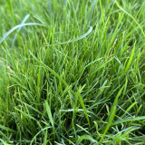 Poa pratensis 'Fargo BT' | Kentucky Bluegrass Seeds  – Deep Green, Wear Tolerant Turf for Mixed Seeding