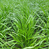 Lolium perenne 'Fairy Green' | Perennial Ryegrass Seeds – Fast Germination, Dense Turf, Shade & Drought Tolerant