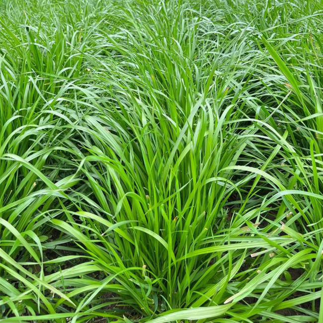 Lolium perenne 'Fairy Green' | Perennial Ryegrass Seeds – Fast Germination, Dense Turf, Shade & Drought Tolerant