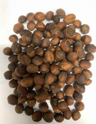 Hazelnut Tree Seeds, Perennial Nut-Bearing Shrub for Backyard Garden Planting