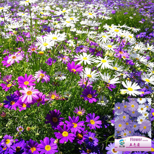Swan River Daisy Seeds - Easy-to-Grow Annual with Long-Lasting, Vibrant Colourful Blooms, Ideal for Home Gardening