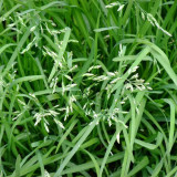 Festuca arundinacea 'Rebel V BT' | Tall Fescue Seeds – Dwarf, Fine-Leaved, Dark Green Turf Grass