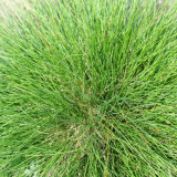 Festuca arundinacea 'Chenelle' | Tall Fescue Seeds – Fast Establishing Turf for Spring Summer Autumn Landscaping