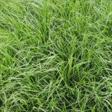 Festuca arundinacea 'Chenelle' | Tall Fescue Seeds – Fast Establishing Turf for Spring Summer Autumn Landscaping