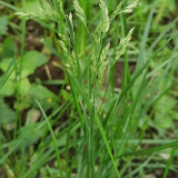 Poa pratensis 'Ginney II BT' | Kentucky Bluegrass Seeds - Dense Uniform Turf, Drought Tolerant, Low Maintenance Lawn