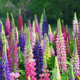 Mixed Color Lupine Seeds – Easy to Grow, Quick to Bloom, Vibrant Colors, Ideal for Borders, Gardens & Cut Flowers