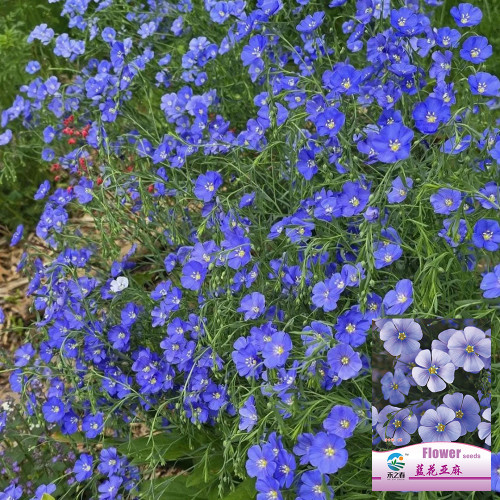 Blue Flax Seeds – Elegant Soft Blue Flowers, Adaptable, Easy to Grow, Long Blooming, Perfect for Beginners