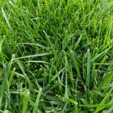 Poa pratensis 'Fargo BT' | Kentucky Bluegrass Seeds  – Deep Green, Wear Tolerant Turf for Mixed Seeding