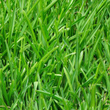 Festuca arundinacea 'Chenelle' | Tall Fescue Seeds – Fast Establishing Turf for Spring Summer Autumn Landscaping