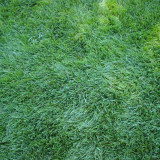 Festuca arundinacea 'Chenelle' | Tall Fescue Seeds – Fast Establishing Turf for Spring Summer Autumn Landscaping