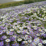 Swan River Daisy Seeds - Easy-to-Grow Annual with Long-Lasting, Vibrant Colourful Blooms, Ideal for Home Gardening