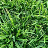 Poa pratensis 'Fargo BT' | Kentucky Bluegrass Seeds  – Deep Green, Wear Tolerant Turf for Mixed Seeding