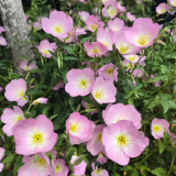 Pink Evening Primrose Seeds – Fragrant Large Pink Flowers, Easy to Grow, Long Blooming, Ideal for Home Gardens
