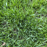 Poa pratensis 'Fargo BT' | Kentucky Bluegrass Seeds  – Deep Green, Wear Tolerant Turf for Mixed Seeding
