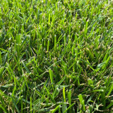 Festuca arundinacea 'Chenelle' | Tall Fescue Seeds – Fast Establishing Turf for Spring Summer Autumn Landscaping