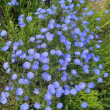 Blue Flax Seeds – Elegant Soft Blue Flowers, Adaptable, Easy to Grow, Long Blooming, Perfect for Beginners