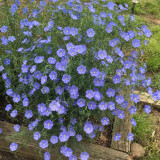 Blue Flax Seeds – Elegant Soft Blue Flowers, Adaptable, Easy to Grow, Long Blooming, Perfect for Beginners