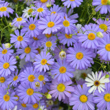 Swan River Daisy Seeds - Easy-to-Grow Annual with Long-Lasting, Vibrant Colourful Blooms, Ideal for Home Gardening