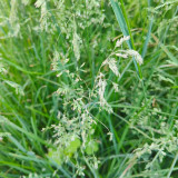 Poa pratensis 'Ginney II BT' | Kentucky Bluegrass Seeds - Dense Uniform Turf, Drought Tolerant, Low Maintenance Lawn