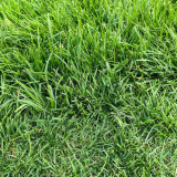 Poa pratensis 'Fargo BT' | Kentucky Bluegrass Seeds  – Deep Green, Wear Tolerant Turf for Mixed Seeding