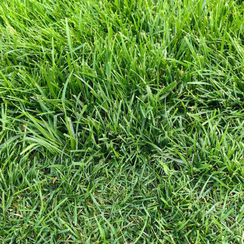 Poa pratensis 'Fargo BT' | Kentucky Bluegrass Seeds  – Deep Green, Wear Tolerant Turf for Mixed Seeding