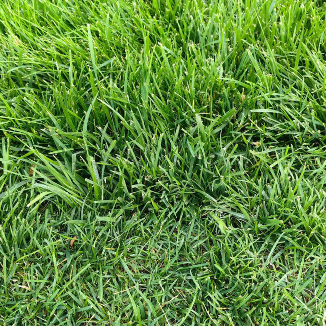 Poa pratensis 'Fargo BT' | Kentucky Bluegrass Seeds  – Deep Green, Wear Tolerant Turf for Mixed Seeding