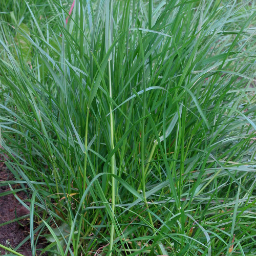 Lolium perenne 'Fairy Green' | Perennial Ryegrass Seeds – Fast Germination, Dense Turf, Shade & Drought Tolerant