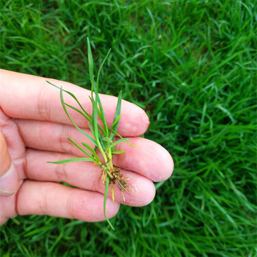 Poa pratensis 'Fargo BT' | Kentucky Bluegrass Seeds  – Deep Green, Wear Tolerant Turf for Mixed Seeding