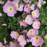 Pink Evening Primrose Seeds – Fragrant Large Pink Flowers, Easy to Grow, Long Blooming, Ideal for Home Gardens