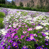 Swan River Daisy Seeds - Easy-to-Grow Annual with Long-Lasting, Vibrant Colourful Blooms, Ideal for Home Gardening