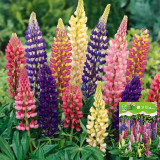 Mixed Color Lupine Seeds – Easy to Grow, Quick to Bloom, Vibrant Colors, Ideal for Borders, Gardens & Cut Flowers